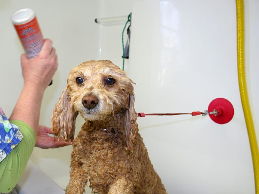 Pet Grooming Services Bismarck, ND Puppy Salon